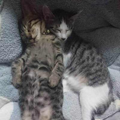 28nen6235kenji's profile picture. 