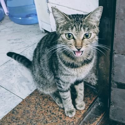 41yearlittlecat's profile picture. 唔好意思，呢到無乜内容，來睇貓貓的。