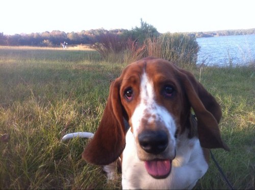 themanderson85's profile picture. I own a bassett hound. social worker.
