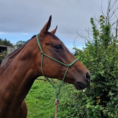 I am an artist and also director of New Life Horse Care Sanctuary. We provide equine healing and art therapy for people with mental health issues.