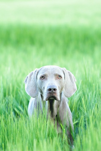 dog accessories, dogs, dog, Weimaraner, Hund, Hundezubehör, hundskerle, online shop, store, Laden, München, Munich
