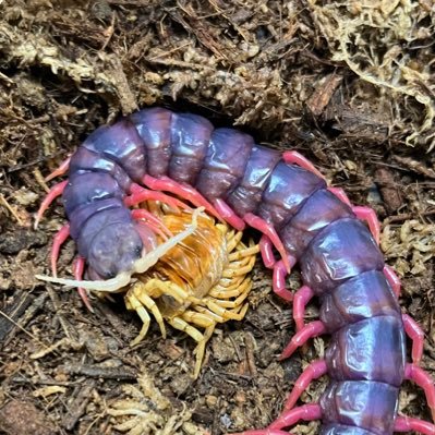 とある牧場勤務。爬虫類とか虫とか動物とか色々。