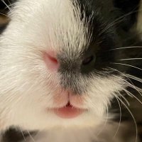 ぷるぱぁ (@prpr_paitaro) 's Twitter Profile Photo