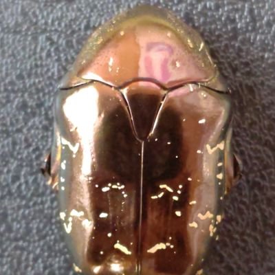 日々精神修行。昆虫と水曜どうでしょうとMWAMが好きな人。元農大 昆研。昆虫の採集と飼育、釣りが趣味なアウトドア人間