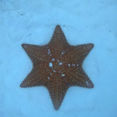 israelcanche18's profile picture. 