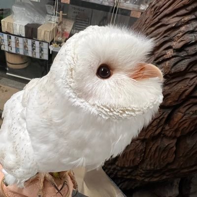 OWL_Kuu Profile Picture