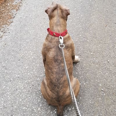 Acidsaiyan1984's profile picture. Un citoyen