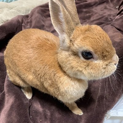 うさぎのルカ Profile