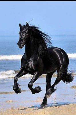 Sangeetrishna's profile picture. 