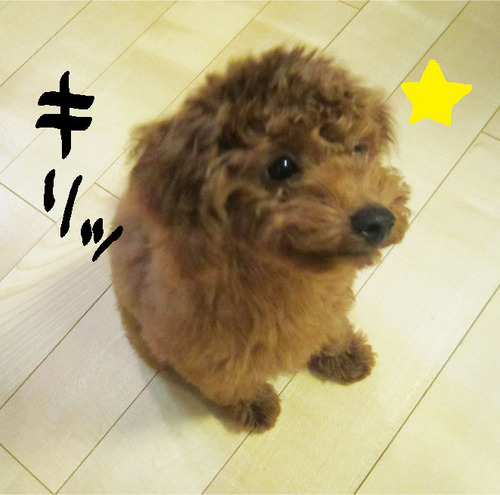 shuji_shuji's profile picture. 情報機械システム工学を学び、看護師となる。手術室→救命センターICU→手術室にて勤務。感染、公衆衛生、統計、疫学に興味あり。目標はCNIC→MPH、CIC