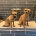 Cinnamon, Lola and Fig (@cinnyandfig) Twitter profile photo Cinnamon, Lola and Fig (@cinnyandfig) Twitter profile photo
