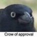 Crow of approval (@Crowofapproval2) Twitter profile photo