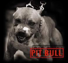 PITBULLFURIOSO Profile Picture