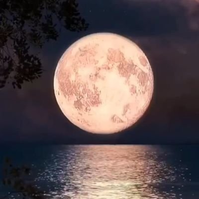 siavashzareii's profile picture. 