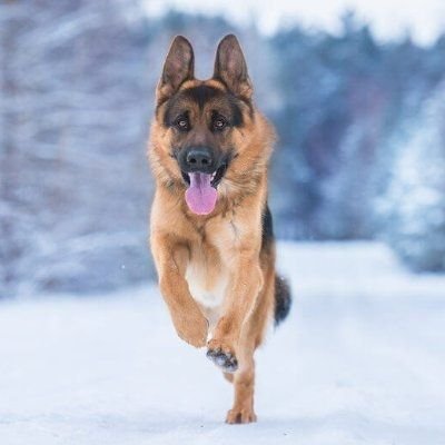 German Shepherd