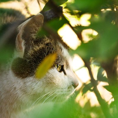 阪井壱成＠元自衛官のヒトねこ写真家＠写真集「そとねこたちのポートレート」発売中