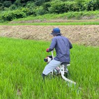 さらしな|廃村栗園&ワイン (@saras_lab_farm) 's Twitter Profile