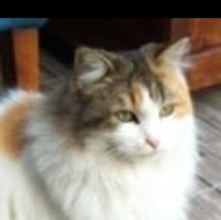 pingltn2's profile picture. 