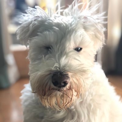 mibayuki's profile picture. she/her 🏳️‍🌈🏳️‍⚧️