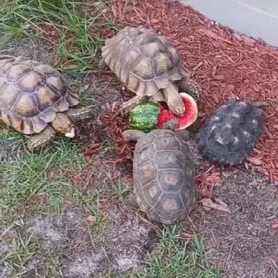 ☆ Florida ☆ Sulcata tortioses ☆ Koi pond ☆ Redfoot tortoise ☆ Yellowfoot tortoise ☆