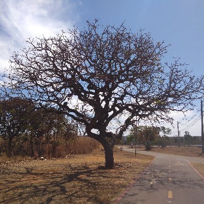 Cidadão do mundo, nativo do cerrado, filho de Planaltina-DF e  amante da natureza.  
https://t.co/Vlrmgbv05o| @vivaplanaltina 👣🌱