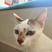 Crazy Cats (@catsgoingcrazy7) 's Twitter Profile