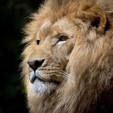 獅子さんのプロフィール画像