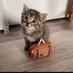 CatLover 😺🍀💃 (@oxnumberone) Twitter profile photo CatLover 😺🍀💃 (@oxnumberone) Twitter profile photo