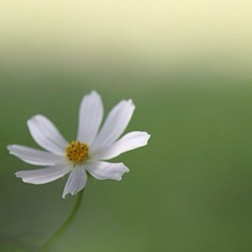 altari_DAON's profile picture. 