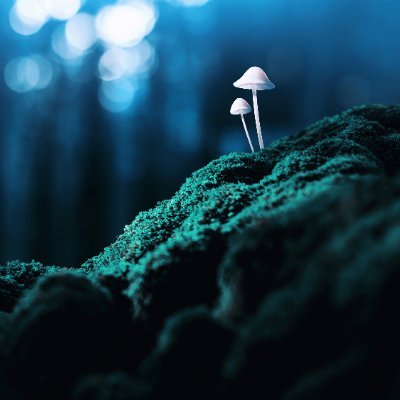 The Future is Fungi Award honors cutting-edge science and start-up innovation on the use of fungi for the environmental solutions that the world needs.