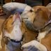 Ruthie🐞, Mac & Poppy Beagle (@besgle) Twitter profile photo