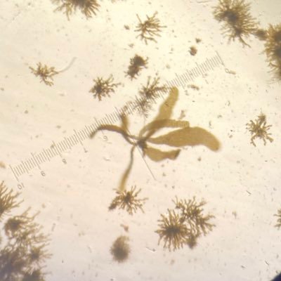 PhD Candidate at the Alberto lab @UWMilwaukee studying seaweed genomics.
