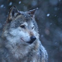Lone Wolf Masker(@LoneWolfMasker) 's Twitter Profile Photo