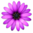 macromates's profile image