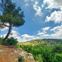مُحيسيب (@mohisib) 's Twitter Profile