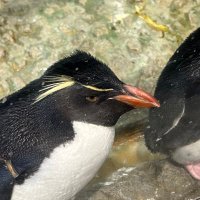 龍 (@65_q4) Twitter profile photo