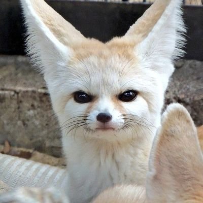 성인 l 상뱅 빵준 승재승 언쫑언 etc 지뢰없음 취좆없음 l 보드게이머 l 대리님은 하고싶어 봐줄 사람 상시 구함 l 술탄의 게임 계정 술락(@fuxxthesultan)