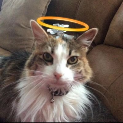 natalya66633262's profile picture. FELLOW SISTER WARRIOR. 
LOVES SHARKS 🦈 AND HORROR MOVIES