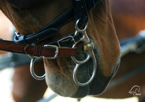 ImagineThatFarm's profile picture. 