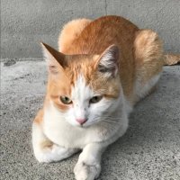 の太郎@産能短大 (@notaro_sanno) Twitter profile photo