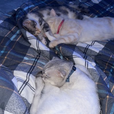 Mashael_alsh83's profile picture. ماحب الحجي الزايد😅