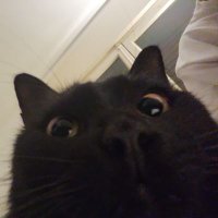 Negra (@lumarttt) 's Twitter Profile