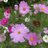 Flower_Bloom7