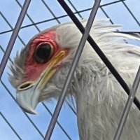 ããð é¢ããR-10 (@big_bonjiri) 's Twitter Profile Photo ããð é¢ããR-10 (@big_bonjiri) 's Twitter Profile Photo