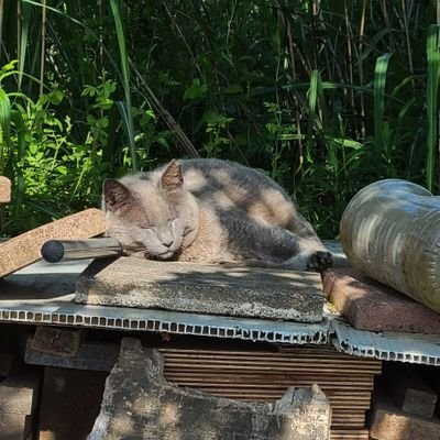 釣り好きだから一緒に行けたら良いな。
ガンプラも夜のおもちゃも大好きなんですよ(笑)
神奈川