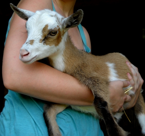 folktale's profile picture. I spin yarn (http://t.co/d0DzZxuaAm) and run a 4.5 acre mini farm with chickens and miniature fiber and milk goats (http://t.co/CGnqSqNndJ).