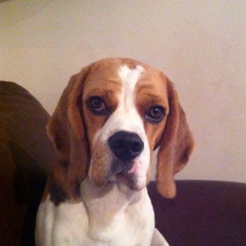 MurphyBeagleBoy's profile picture. 