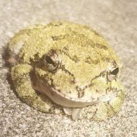 big frog (@pompyaura) 's Twitter Profile