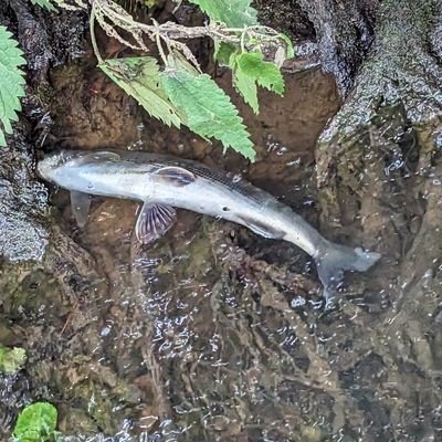 Part-time Trout Bum and Creator of Fly Rods

Hobbies include highlighting the plight of the river Tean, Staffordshire and poking polluters with a stick