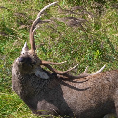 Ezoshika_Y's profile picture. 構想から3年半… 2024年春、エゾシカに託した夢を追い、ついに北海道に移住！長年憧れたハンターライフを歩み始めた🦌 趣味は野生動物の観察やら虫捕りやら、とにかく外遊びが好き。砂浜も歩く。頭骨標本作り修行中。北の国から大ファン。ネコが大好き。気軽にフォローしてください！